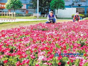 花卉種植工程